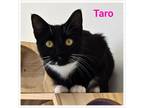 Adopt Taro a Domestic Short Hair