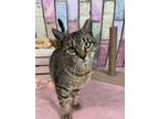 Adopt Martina a Domestic Short Hair