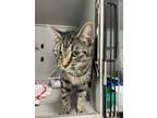 Adopt Triscuit a Domestic Short Hair