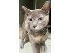 Adopt Willow a Domestic Short Hair