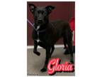 Adopt Gloria a Labrador Retriever, Mixed Breed