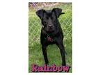Adopt Rainbow a Labrador Retriever, Mixed Breed