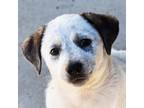 Adopt Rabbie a Cattle Dog