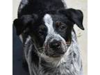 Adopt Pooh a Cattle Dog