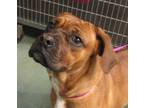 Adopt Melanie a Boxer