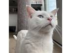 Adopt Peach a Domestic Short Hair