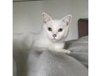 Adopt Cherry a Domestic Short Hair