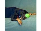 Adopt Harley2 a Rottweiler