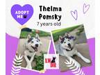 Adopt Pomsky - Thelma a Husky, Pomeranian
