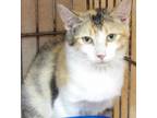 Adopt Rain a Domestic Short Hair