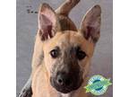 Adopt Elsa a Mixed Breed