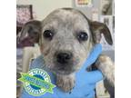 Adopt Augustus a Mixed Breed