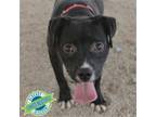 Adopt Capri a Mixed Breed