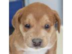 Adopt Mercy a Mixed Breed