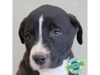 Adopt Stormie a Mixed Breed