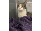 Adopt Calliope a Domestic Short Hair