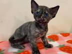 Devon Rex