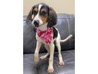 Adopt Crissy a Hound, Mixed Breed