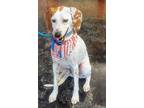 Adopt Millie a Foxhound, Mixed Breed