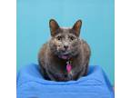 Adopt Lucy a Domestic Short Hair