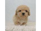 Maltipoo Puppy for sale in Donna, TX, USA