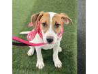 Adopt Ellie Mae a Beagle, Terrier