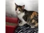 Adopt Twinkle Lights a Domestic Short Hair