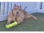 Adopt Willow a Pit Bull Terrier, Mixed Breed