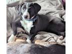 Adopt Oriana a Labrador Retriever, Hound