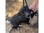 Adopt Naomi a Black Labrador Retriever