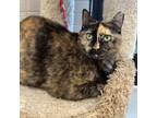 Adopt Shelby a Domestic Short Hair