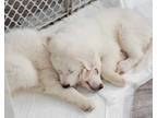 Adopt Niassa aka Claire SAT Celtic Litter a Great Pyrenees