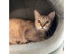 Adopt Snickerdoodle a Domestic Short Hair