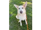 Adopt Stacy a Shepherd, Mixed Breed