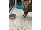 Adopt MILLY a Domestic Short Hair