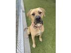 Adopt Quinn a Mastiff, Mixed Breed