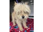 Adopt Prudence a Yorkshire Terrier, Mixed Breed