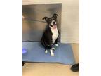 Adopt Bailey, Lady a Collie, American Staffordshire Terrier