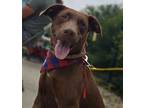 Adopt Zoomie a Labrador Retriever, Mixed Breed