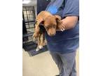 Adopt 55812698 a Pit Bull Terrier, Mixed Breed