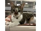 Adopt Pocahontas a Domestic Short Hair