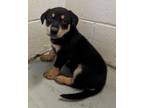 Adopt Dolly a Mixed Breed