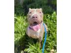 Adopt Selma a Pit Bull Terrier