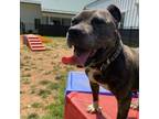 Adopt Lena a American Staffordshire Terrier