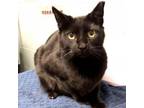 Adopt Nyx - in Foster a Domestic Short Hair