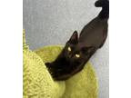 Adopt Harper a Domestic Short Hair