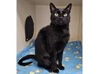 Adopt Artemis a Domestic Short Hair