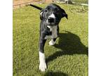 Adopt Derby Pup - Sha Tin - Adopted! a Shepherd, Labrador Retriever