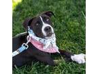 Adopt Derby Pup - Chantilly a Shepherd, Terrier