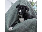 Adopt Derby Pup - Chantilly a Shepherd, Terrier